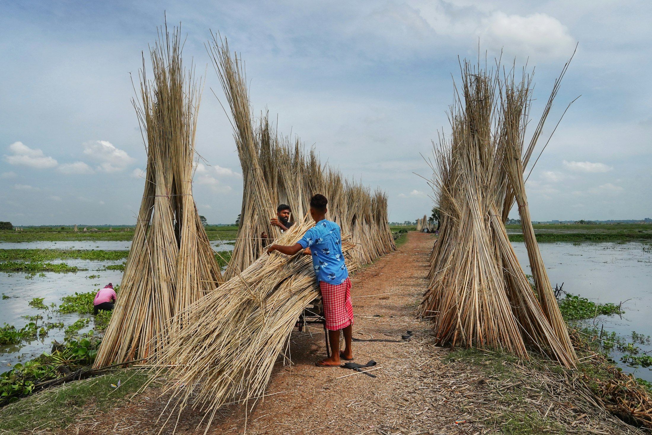 Harvested jute stalks stacked to dry beside a waterway
